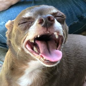 Meet your Posher, Rhiannon